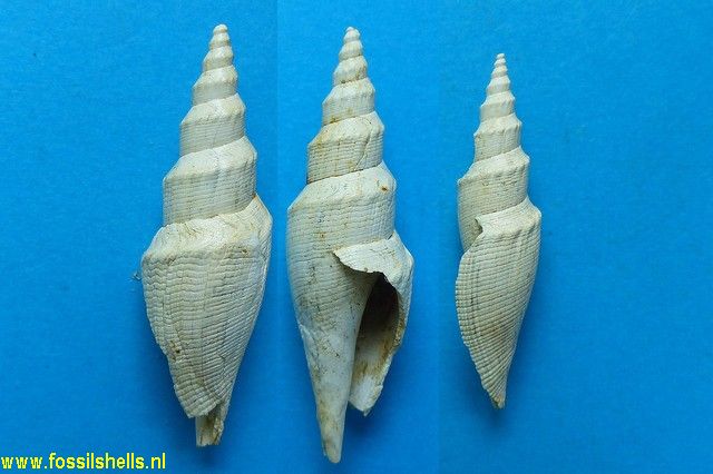 Genota ramosa
