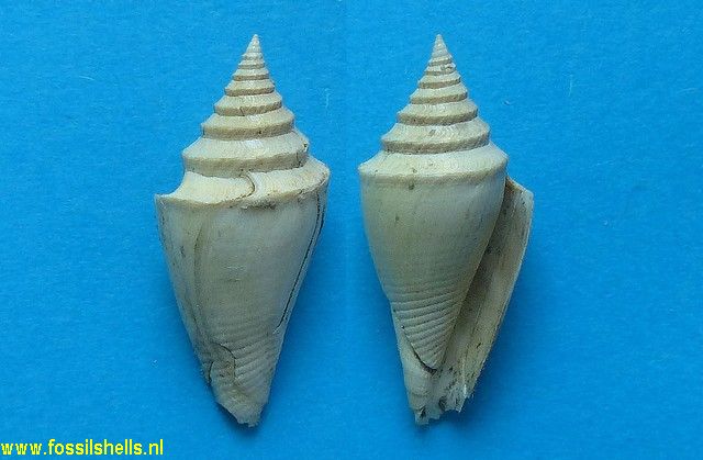 Conus dujardini
