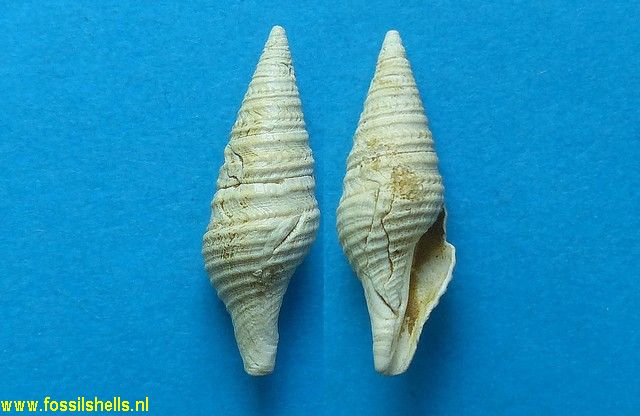 Turris disjuncta