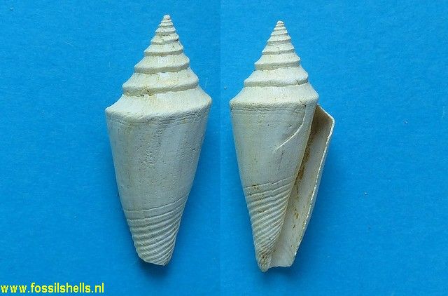 Conus dujardini