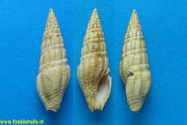 Drillia terebra