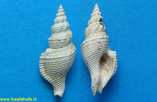 Mangelia subcostellata