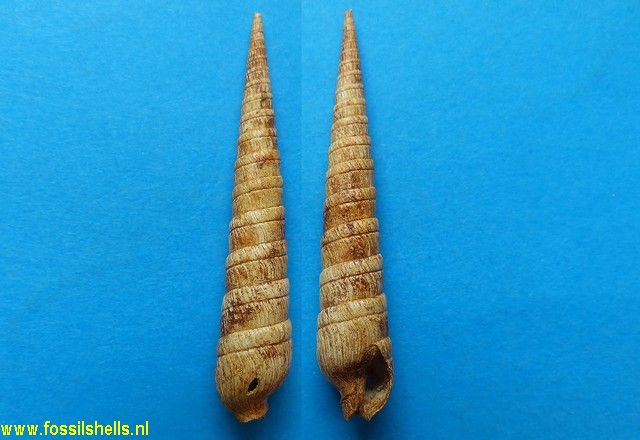 Terebra pseudopertusa