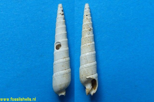 Terebra pseudopertusa