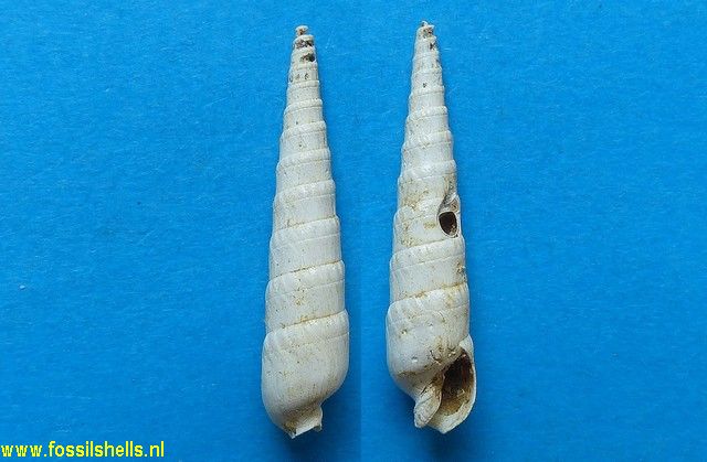 Terebra basteroti