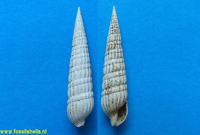 Terebra basteroti