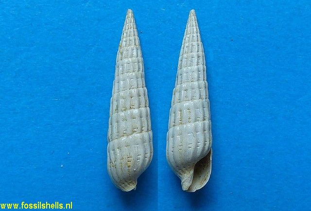 Terebra basteroti var.