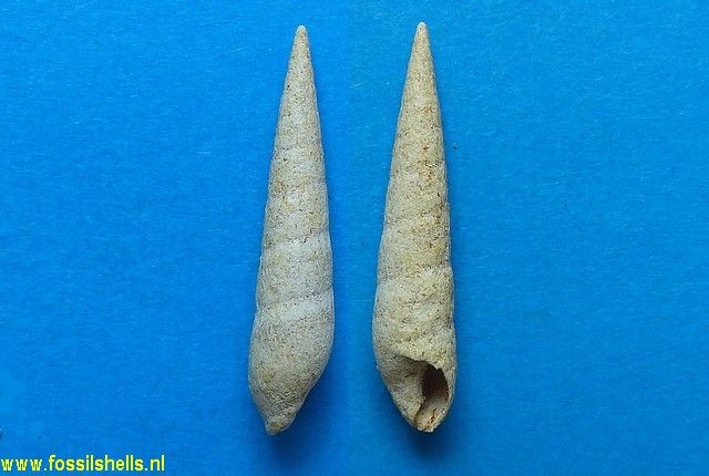 Terebra subcinerea