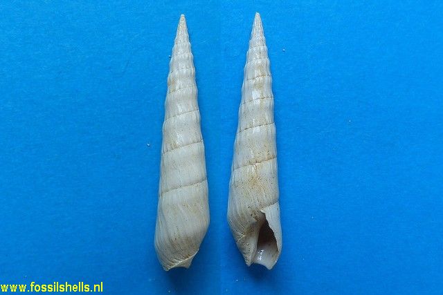 Terebra subcinerea