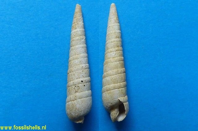 Terebra pseudopertusa