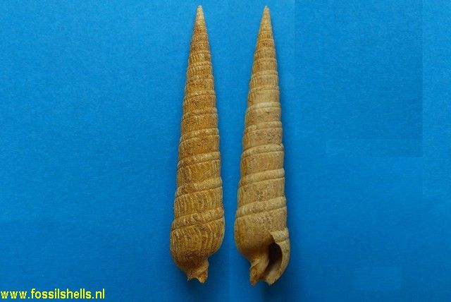 Terebra pseudopertusa