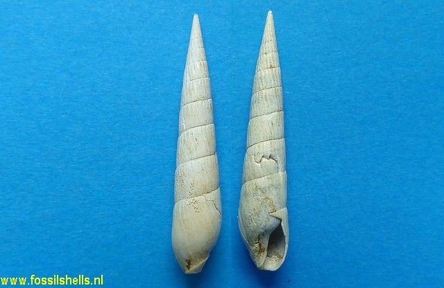Terebra subcinerea
