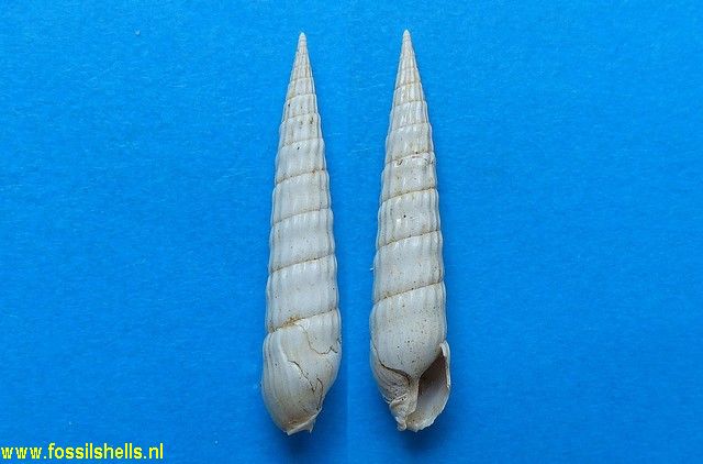 Terebra striata