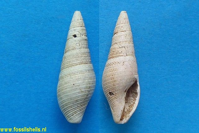 Asthenotoma basteroti