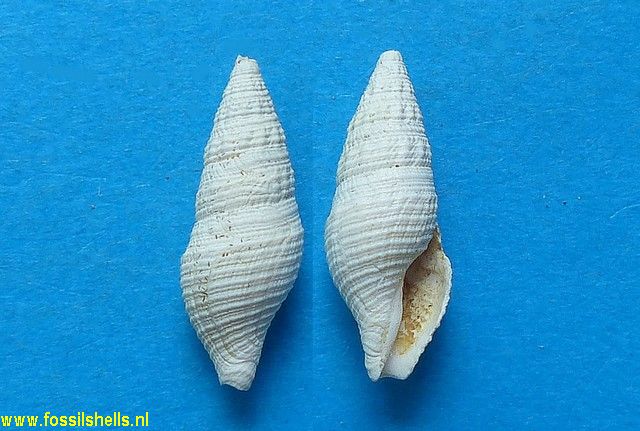 Asthenotoma pannus