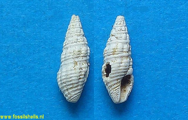 Asthenotoma conulus