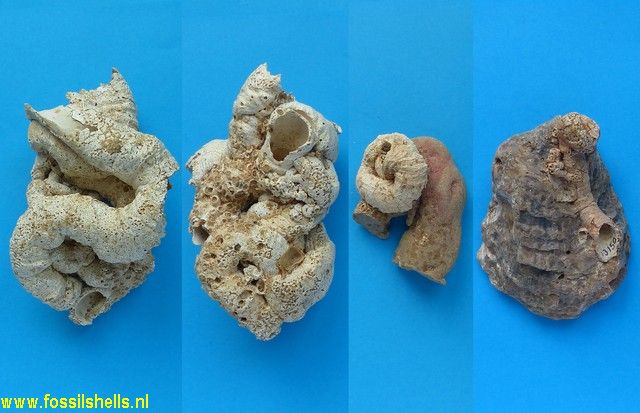 Vermetus arenarius pseudodentifer