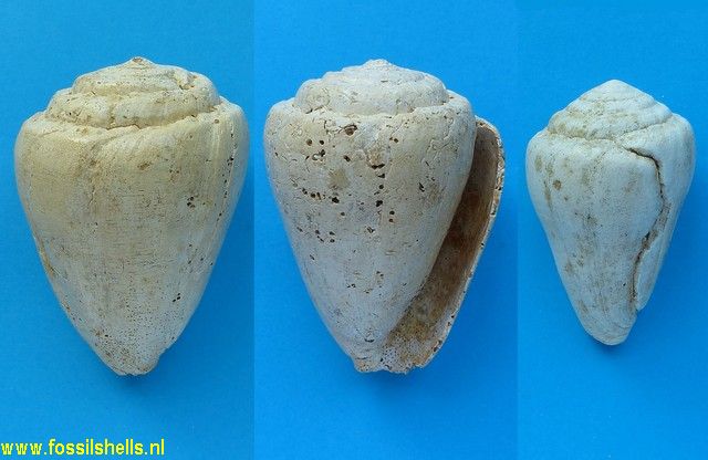 Conus mercati vasconiensis