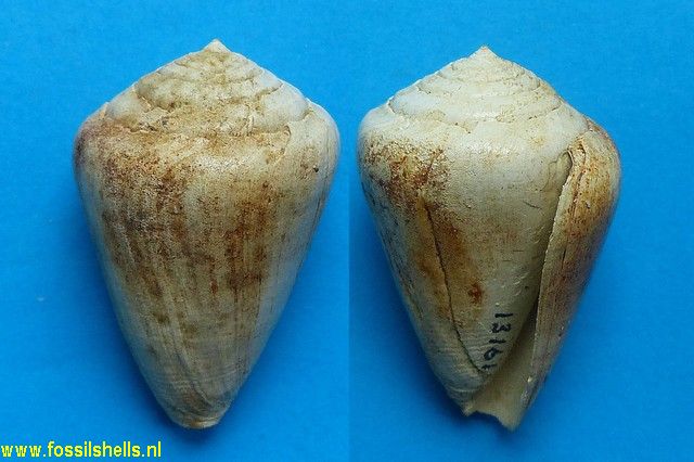 Conus maculosus notabilis