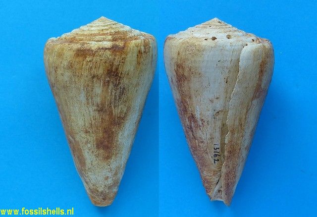 Conus antiquus