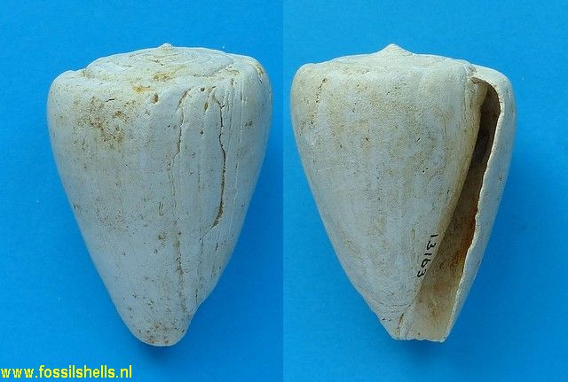 Conus betulinoides girondicus