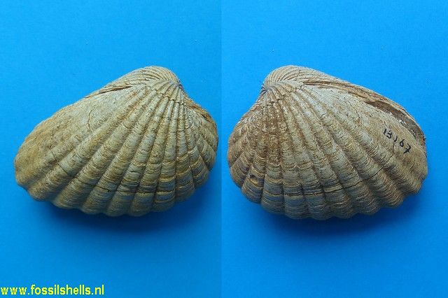 Megacardita jouanneti