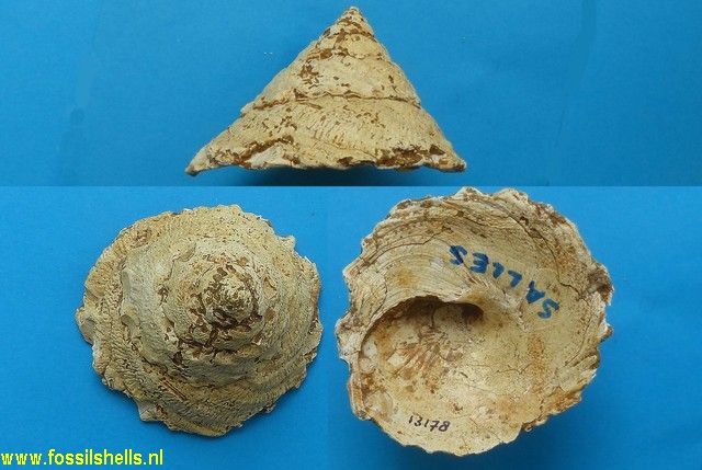 Xenophora infundibulum expansior