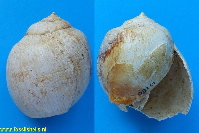 Semicassis miolaevigata