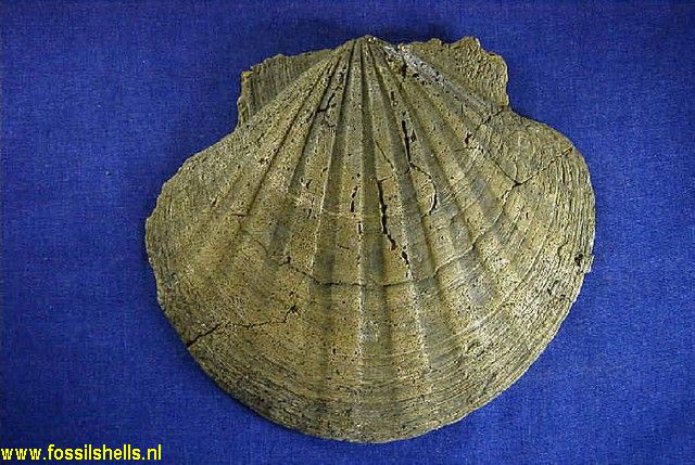 Pecten gallicus