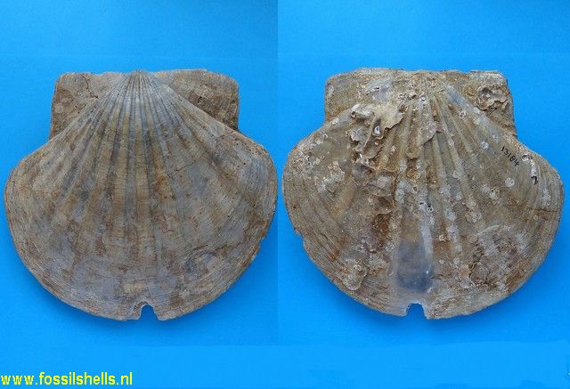 Pecten gallicus