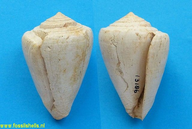 Conus basteroti