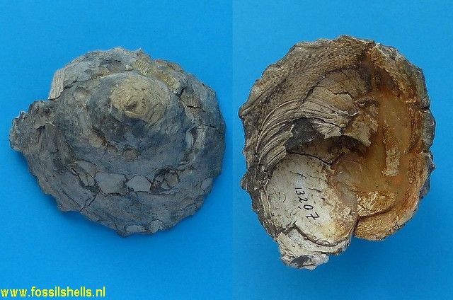 Xenophora infundibulum expansior