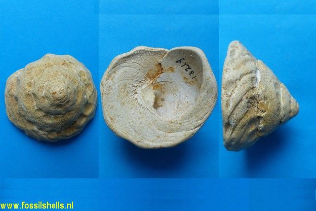 Xenophora burdigalensis