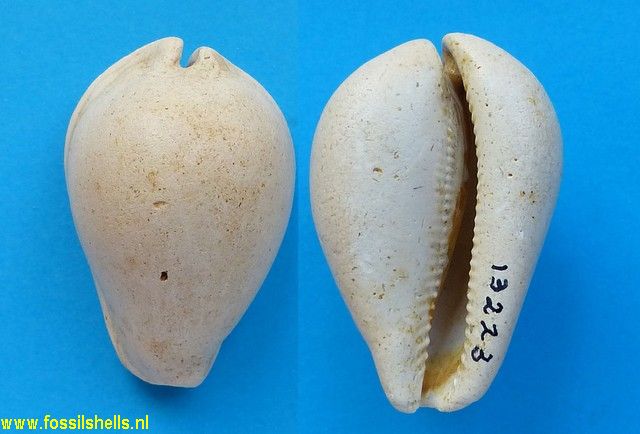 Cypraea polysarca