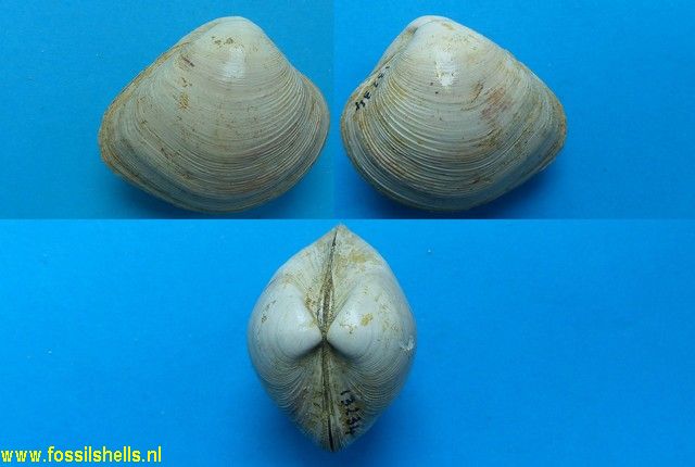 Corbicula brongniarti