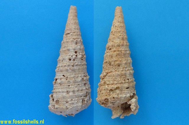 Telescopium pseudoobeliscus