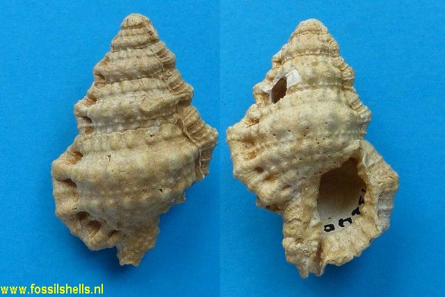 Gyrineum lessonae occidentalis