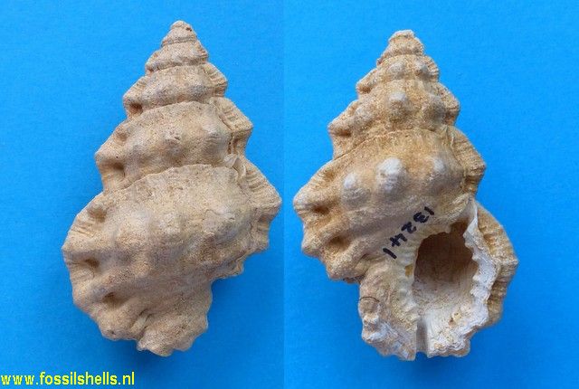 Gyrineum inaequicrenatus