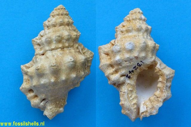 Gyrineum pelouatensis