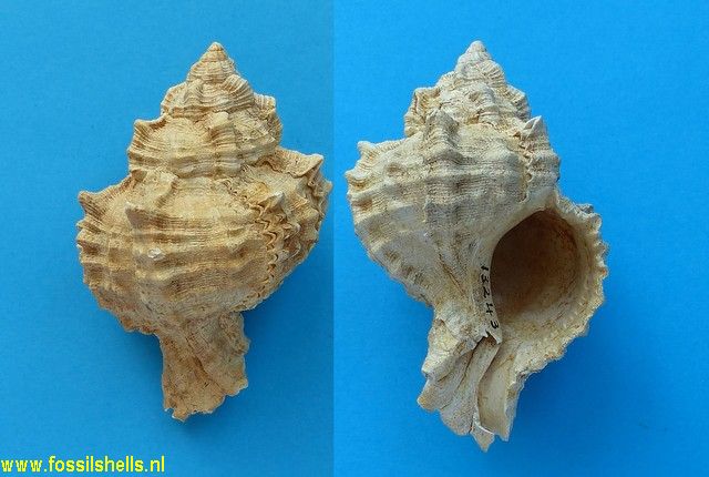 Hexaplex subasperrimus