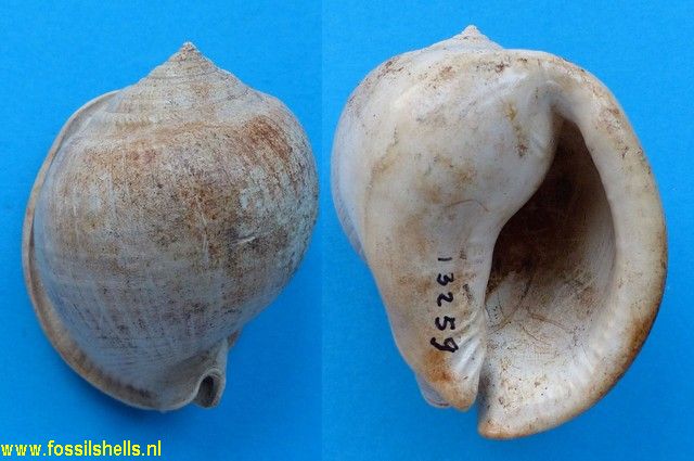 Semicassis grateloupi cestacensis