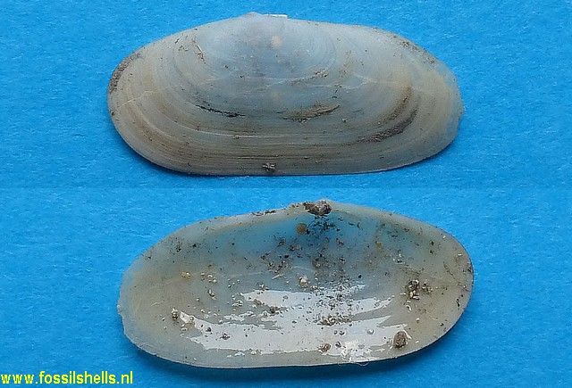 Solecurtus antiquatus miocaenica