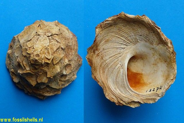 Xenophora burdigalensis