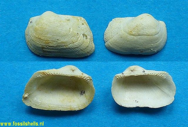 Striarca quadrilatera