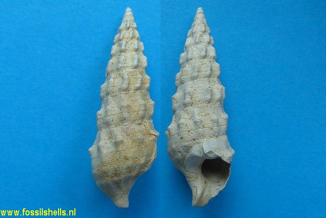 Batillaria echidnoides