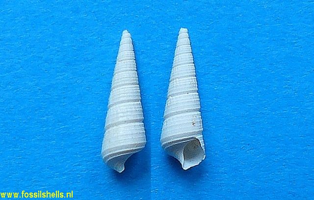 Bittium cancellatum escheri