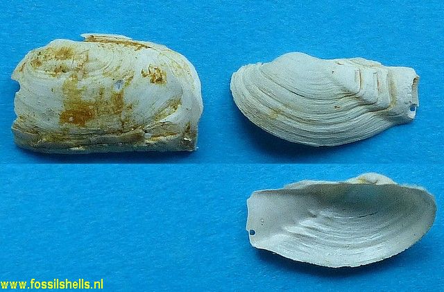 Gastrochaena spengleri