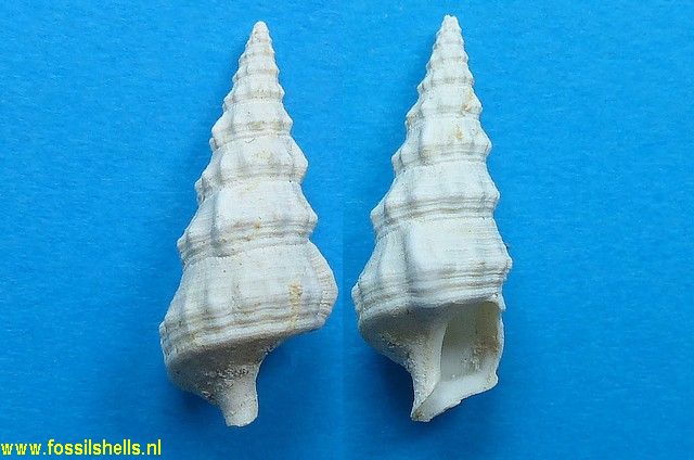 Hemicerithium imperfectum