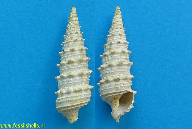 Serratocerithium maryense