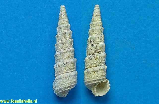 Granulolabium thiarella aequistriatum
